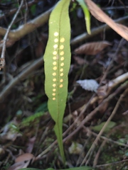 Lepisorus thunbergianus