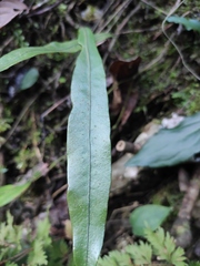 Lepisorus thunbergianus