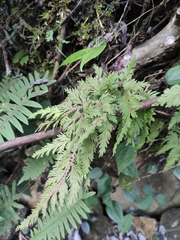 Selaginella moellendorffii