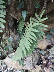 Polypodiodes niponica