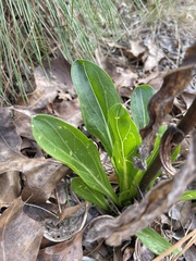 Carphephorus odoratissimus