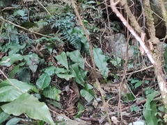 Neocheiropteris ovata