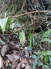 Neocheiropteris ovata