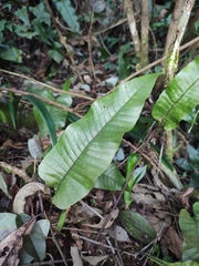 Neocheiropteris ovata