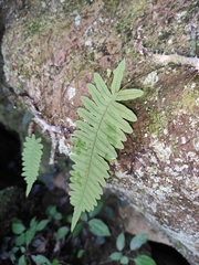 Polypodiodes niponica