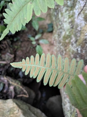 Polypodiodes niponica