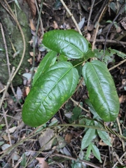 Akebia trifoliata
