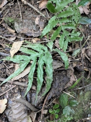 Leptochilus ellipticus