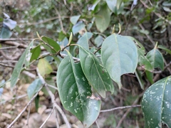 Cornus kousa chinensis