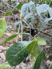 Cornus kousa chinensis