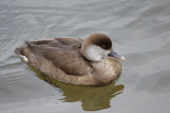 Netta rufina