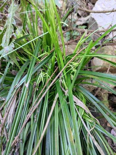 Carex nemostachys iNat (2)