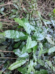 Helicia cochinchinensis