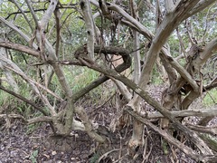 Cordia monoica