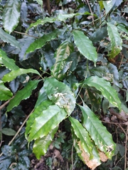 Helicia cochinchinensis