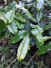 Helicia cochinchinensis