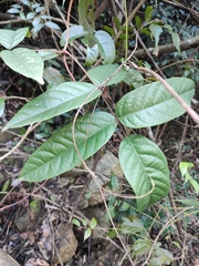 Callerya dielsiana