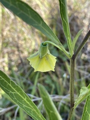 Physalis angustifolia