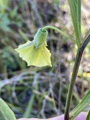 Physalis angustifolia