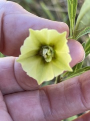 Physalis angustifolia