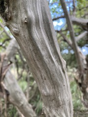 Cordia monoica