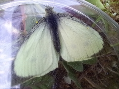 Pieris brassicae