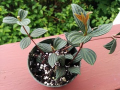 Peperomia tetragona