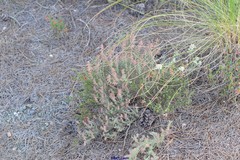 Teucrium polium