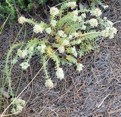 Teucrium polium