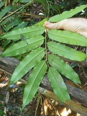 Marattiaceae