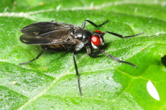 Marshallicona quitu