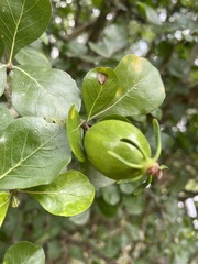 Gardenia cornuta image