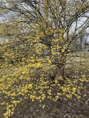 Cornus