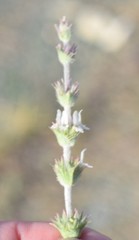 Sideritis leucantha