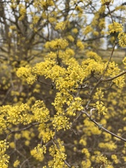 Cornus