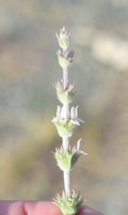 Sideritis leucantha