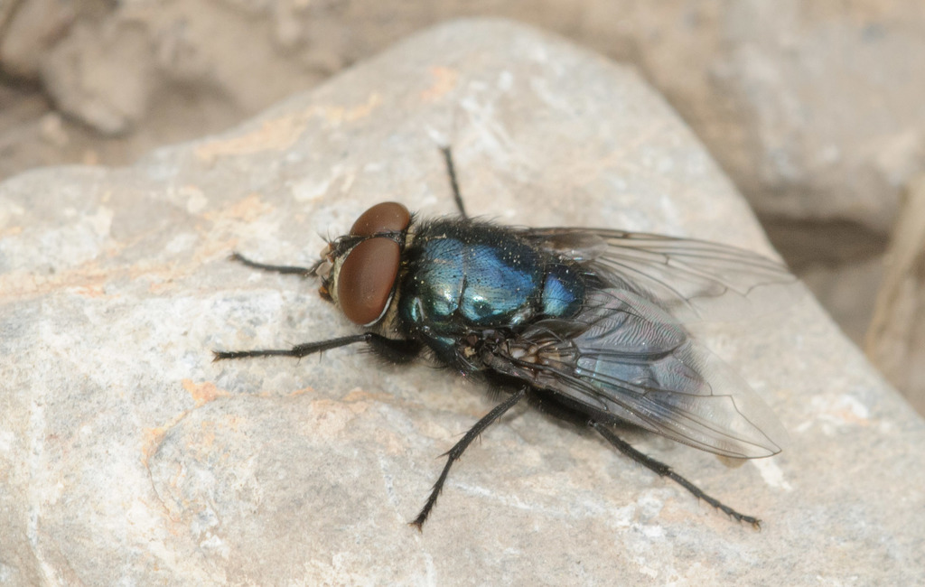 Black Blowfly