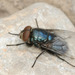 Black Blow Fly - Photo (c) Rolf Lawrenz, some rights reserved (CC BY), uploaded by Rolf Lawrenz