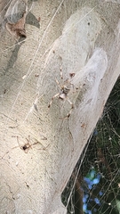 Nephilingis cruentata
