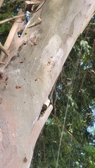 Nephilingis cruentata
