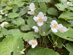 Sanguinaria