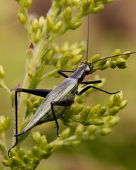 Oecanthus nigricornis