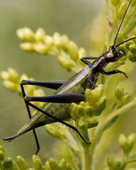 Oecanthus nigricornis