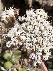 Lomatium canbyi