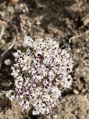Lomatium canbyi
