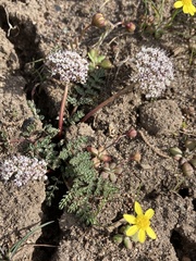 Lomatium canbyi