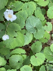 Sanguinaria