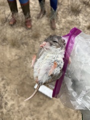 Onychomys leucogaster