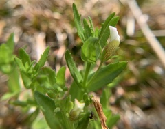 Mecardonia acuminata