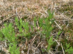 Mecardonia acuminata